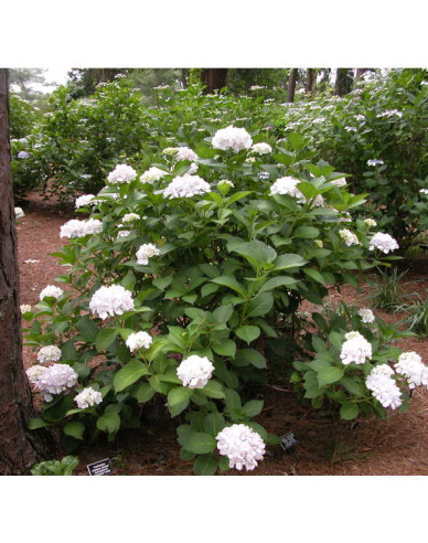 Hortenzia kalinolistá ´Soeur Therese´