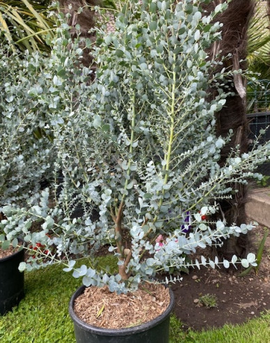 Eukalyptus gunni ´Azora´