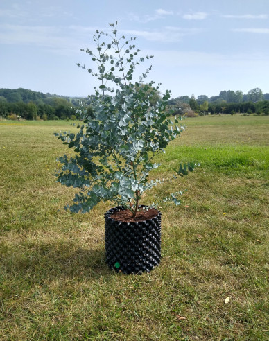 Eukalyptus gunni ´Azora´