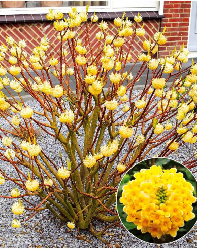 Edgeworthia ´Grandiflora´ - papierový ker
