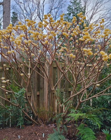 Edgeworthia ´Grandiflora´ - papierový ker