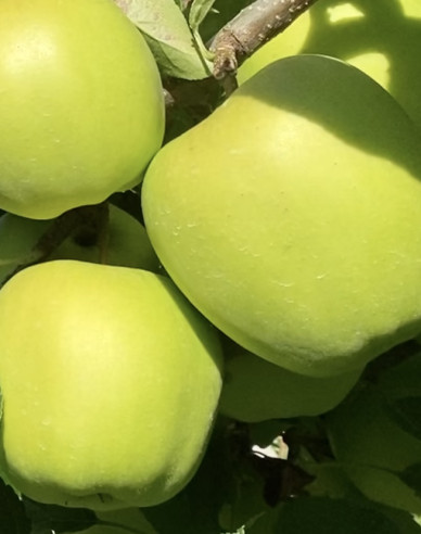 Jabloň tvarovaná ´Golden Delicious Reinders´ - Špalliera