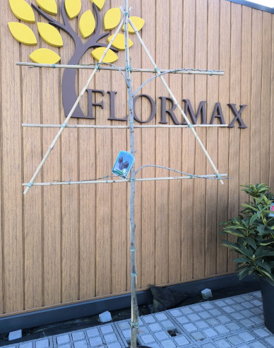 Slivka tvarovaná ´Hauszwetche´ - Špalliera