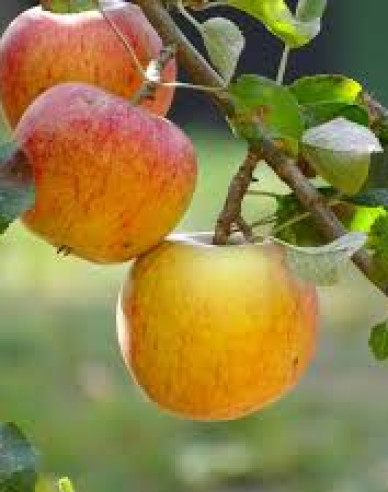 Jabloň tvarovaná ´Cox´s Orange Pippin´ - Špalliera