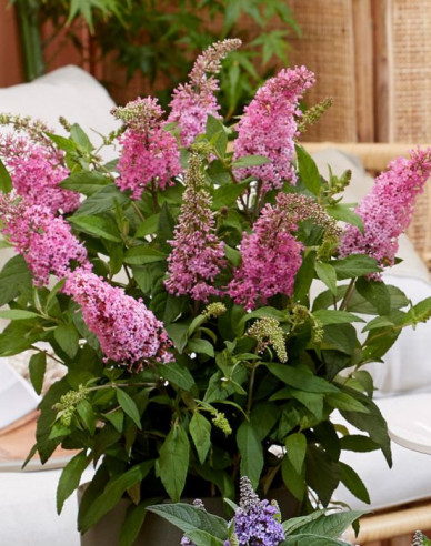 Budleja davidii ’Little Pink´ zakrslá