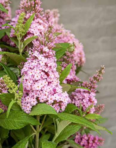 Budleja davidii ’Little Pink´ zakrslá