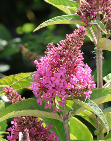 Budleja davidii ’Little Pink´ zakrslá
