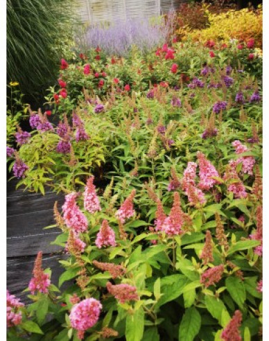 Budleja davidii ’Little Pink´ zakrslá