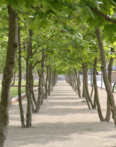 Zelkova ostrolistá  (Zelkova serrata) viackmenná