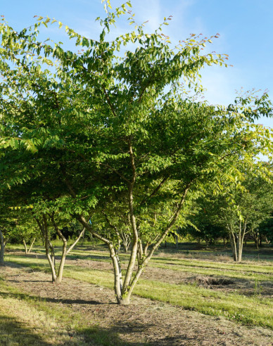 Zelkova ostrolistá  (Zelkova serrata) viackmenná
