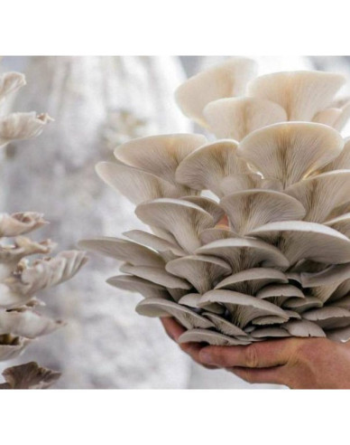 BIO Hliva ustricová, hotový naočkovaný substrát, vrece 15l