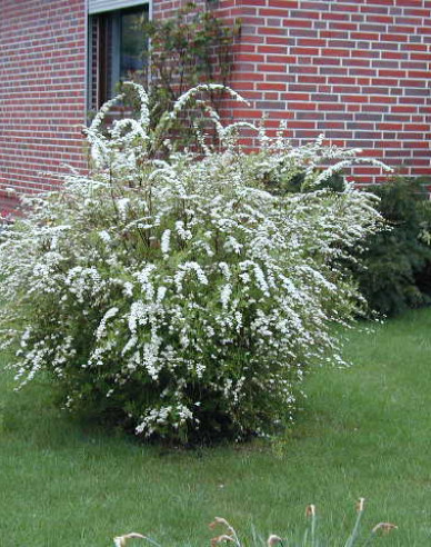 Tavoľník sivý ´Grefsheim´