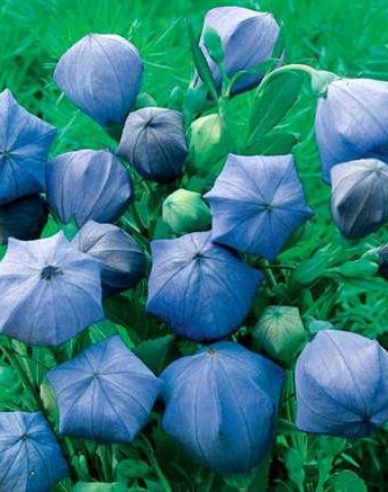 Balónovník veľkokvetý fialový