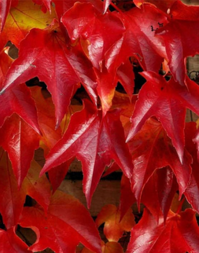 Pavinič trojlaločný ´Veitchii´