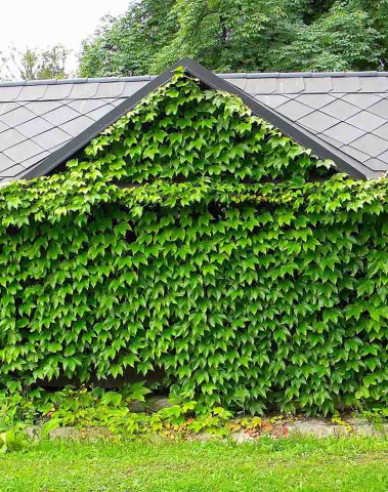 Pavinič trojlaločný ´Veitchii´