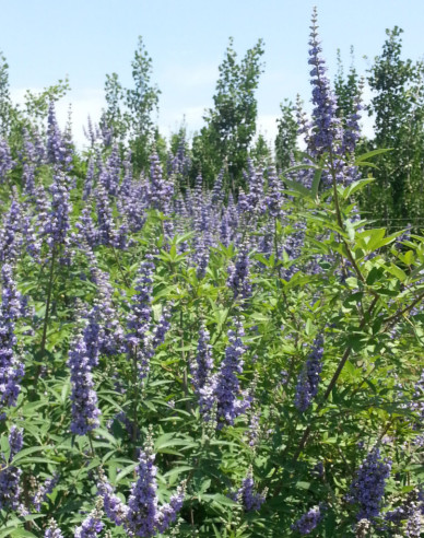 Vitex ’Magical Summertime Blues’