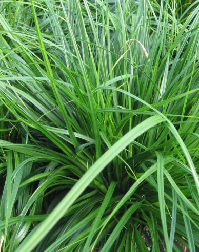 Ostrica ošimenská ´Evergreen