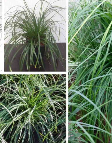 Ostrica ošimenská ´Evergreen