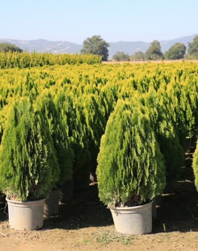 Tuja východná ´Aurea Nana´