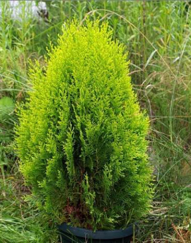 Tuja východná ´Aurea Nana´