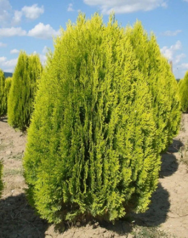 Tuja východná ´Aurea Nana´