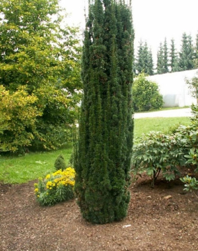 Tis obyčajný stĺpovitý ‘Hicksii‘