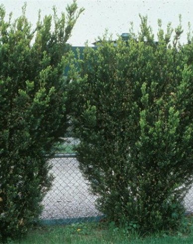Tis obyčajný stĺpovitý ‘Hicksii‘