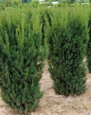 Tis obyčajný stĺpovitý ‘Hicksii‘