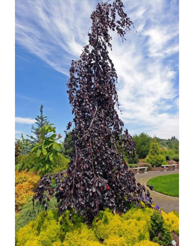 Buk lesný ´Purpurea Pendula´