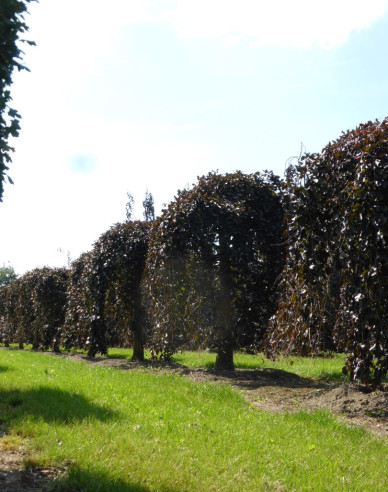 Buk lesný ´Purpurea Pendula´