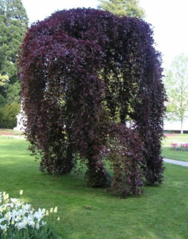 Buk lesný ´Haaren´