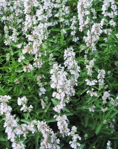 Kocúrnik záhradný ´Alba´