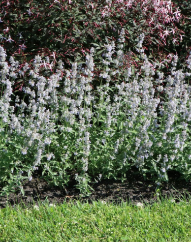 Kocúrnik záhradný ´Alba´