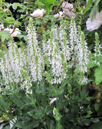 Kocúrnik záhradný ´Alba´