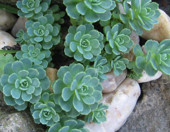 Rozchodnica (Rhodiola pachyclados)