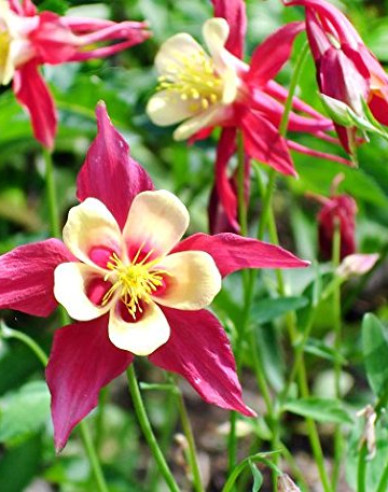 Orlíček ´Red Yellow´