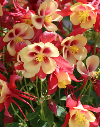 Orlíček ´Red Yellow´