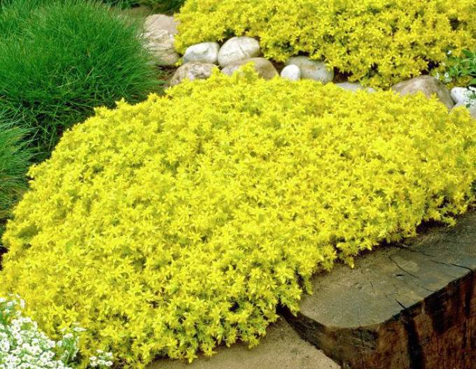 Rozchodník (Sedum acre ’Aureum’)