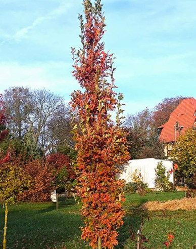 Dub stĺpovitý ´Crimschmidt´
