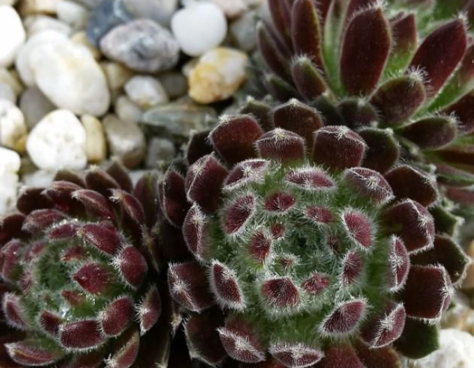 Skalnica (Sempervivum ’Ordensstern’)