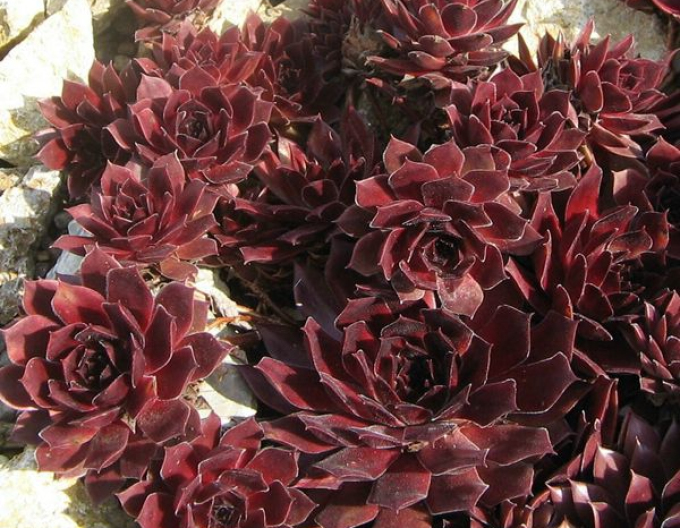Skalnica (Sempervivum ’Lipari’)