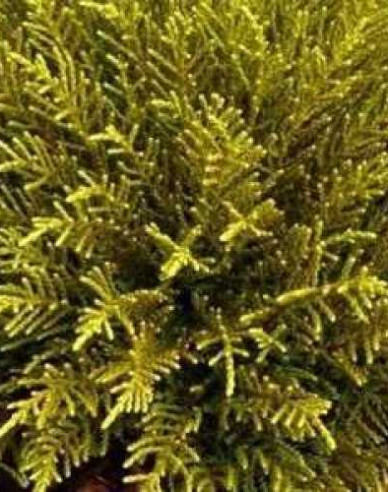 Hebe ´Golden Nugget´