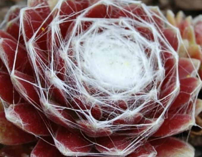 Skalnica (Sempervivum arachnoideum)