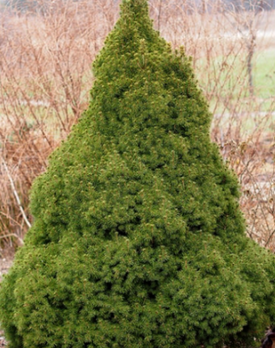 Smrek biely ´Conica´ 100 - 110cm