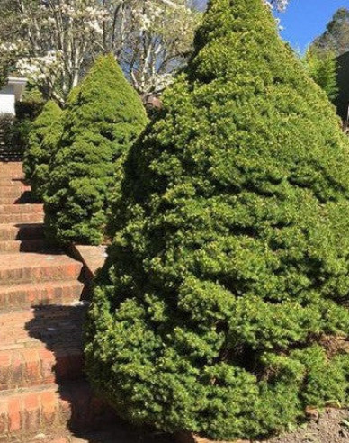 Smrek biely ´Conica´ 100 - 110cm