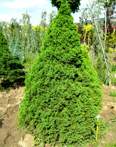 Smrek biely ´Conica´ 100 - 110cm