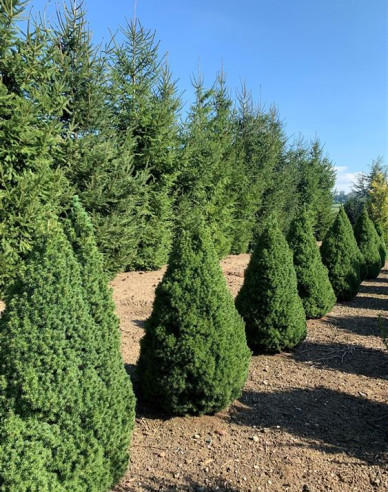 Smrek biely ´Conica´ 100 - 110cm