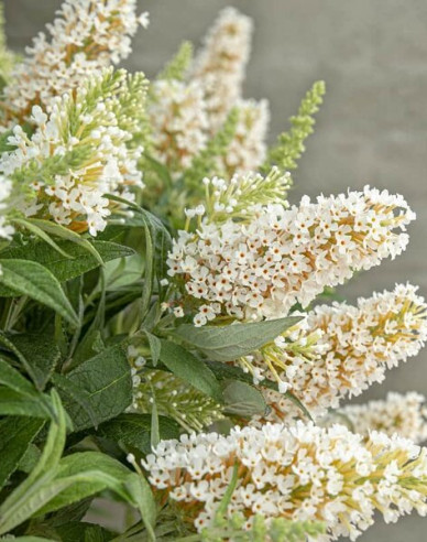 Budleja davidii ’Little White´ zakrslá