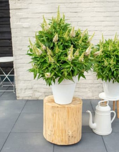 Budleja davidii ’Little White´ zakrslá