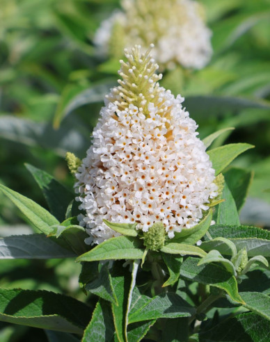Budleja davidii ’Little White´ zakrslá